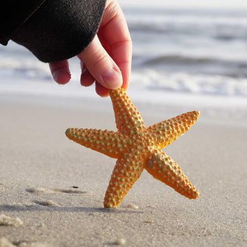 Safari Ltd. Starfish Figurine - Vibrant 4.5" Sea Star Figure - Educational Toy for Boys, Girls, and Kids Ages 3+