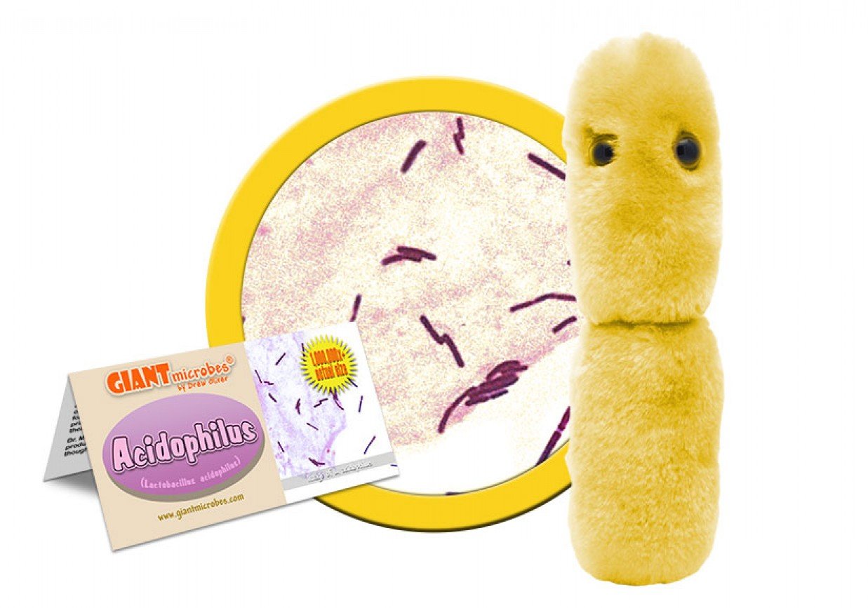 GIANTmicrobes Acidophilus Plush - Learn About Probiotics and The Gut Microbiome with This Educational Gift for Doctors, Students, Biologists
