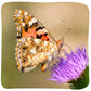 Insect Lore Cup of Caterpillars - 5 Live Painted Lady Caterpillars with Food - Refill for Butterfly Garden Kit - Chrys-A-Lid Holding Log Included