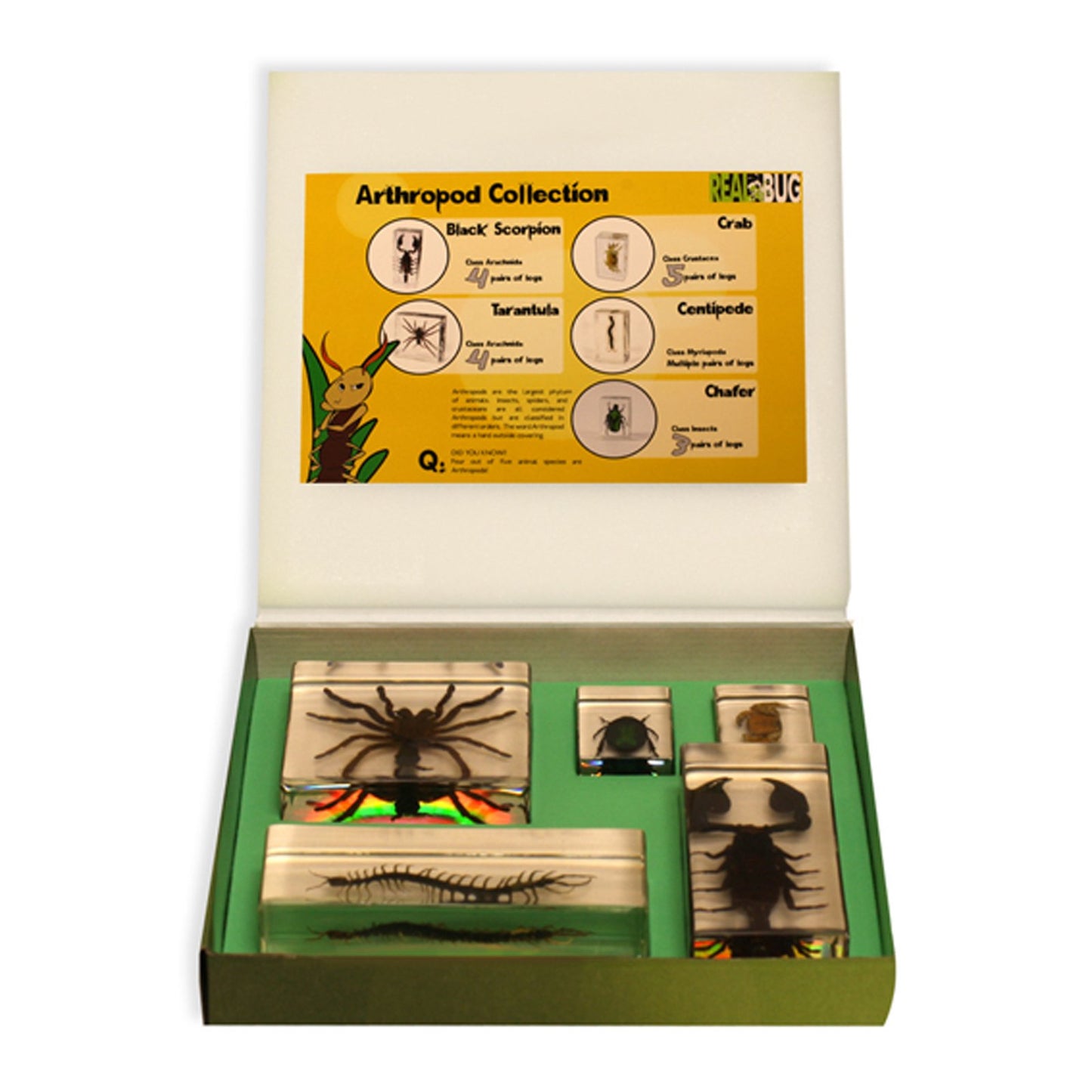 REALBUG Arthropod Collection 5pc Set, Small