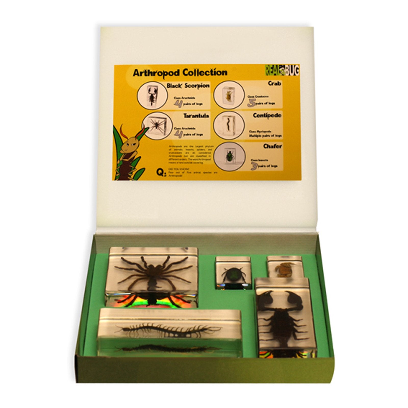 REALBUG Arthropod Collection 5pc Set, Small