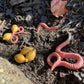 Safari Ltd. Life Cycle of a Worm Set - Miniature Educational Figurines - Realistic and Detailed Toy Collection for Boys, Girls & Kids Age 4+