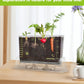 Root Viewer Kit for Kids with 6 Seed Varieties - STEM Science Kits for Kids Age 5-7, 8-12 | Perfect Christmas, Easter, Birthday Gift & School