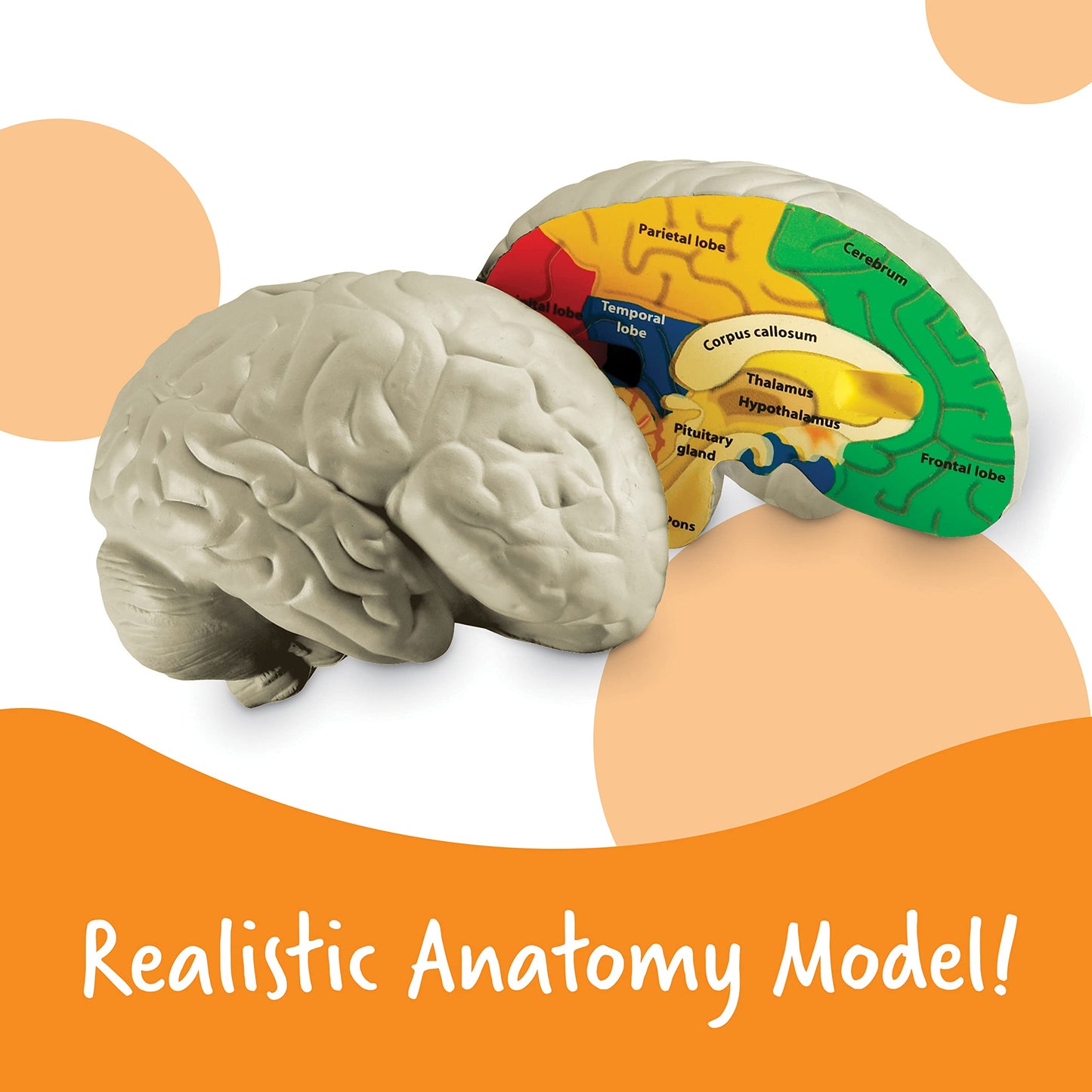Learning Resources Cross-section Brain Model - 2 Pieces, Ages 7+ Brain Anatomy Model, Brain Functions Model, Human Anatomy for Kids, Foam Brain