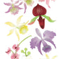 Jolee's Boutique (Jolly Boutique Colorful Orchids 50-50029