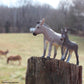Safari Ltd. Donkey Figurine - Lifelike 4" Farm Animal Figure - Educational Toy for Boys, Girls, and Kids Ages 3+