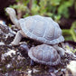 Safari Ltd. Tortoise Baby Figurine - Detailed 5.5" Plastic Model Figure - Fun Educational Play Toy for Boys, Girls & Kids Ages 18M+