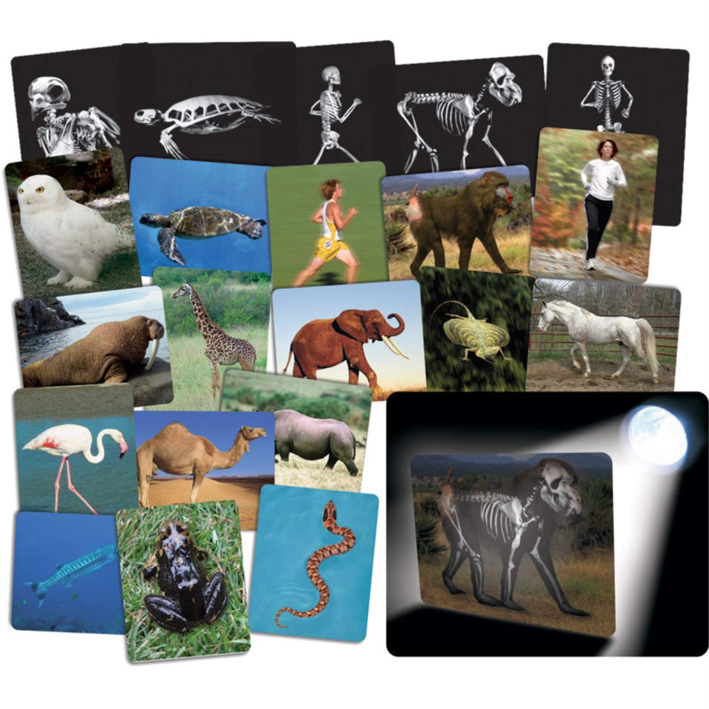 Whats Inside Animals Flash Cards