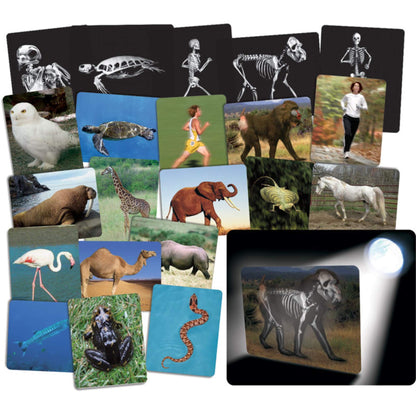 Whats Inside Animals Flash Cards