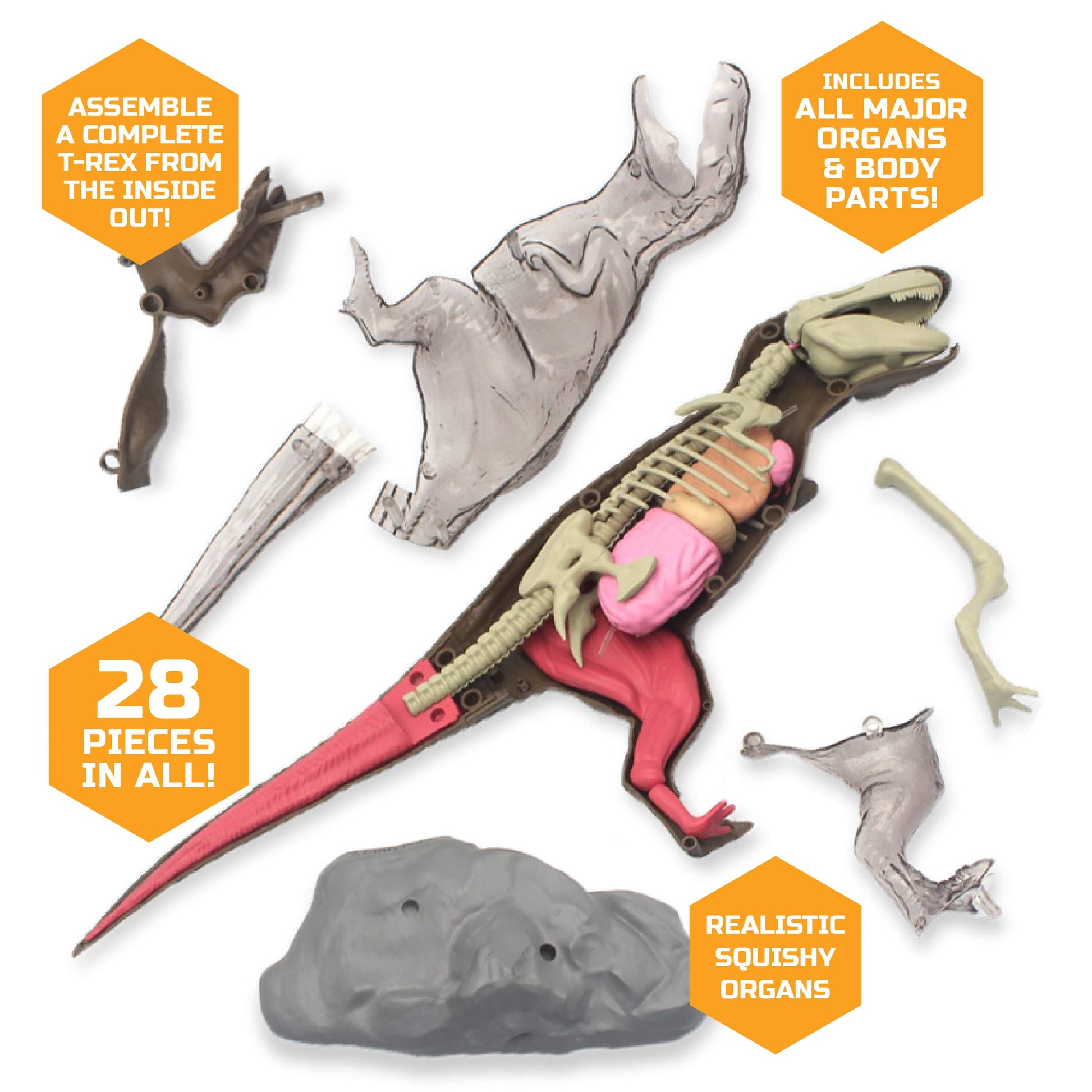 Discovery™ 4D T-Rex Anatomy Kit, Jurassic Dinosaur Puzzle Figure, Interactive Archaeology & Paleontology Model, Learn Science & Biology, Fun