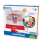Learning Resources Pumping Heart Model - Science Classroom Must Haves, STEM Student Essentials, Practice Anatomy, Cardiology Artery and Veins Study