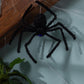 Sunstar Industries Floating Spider