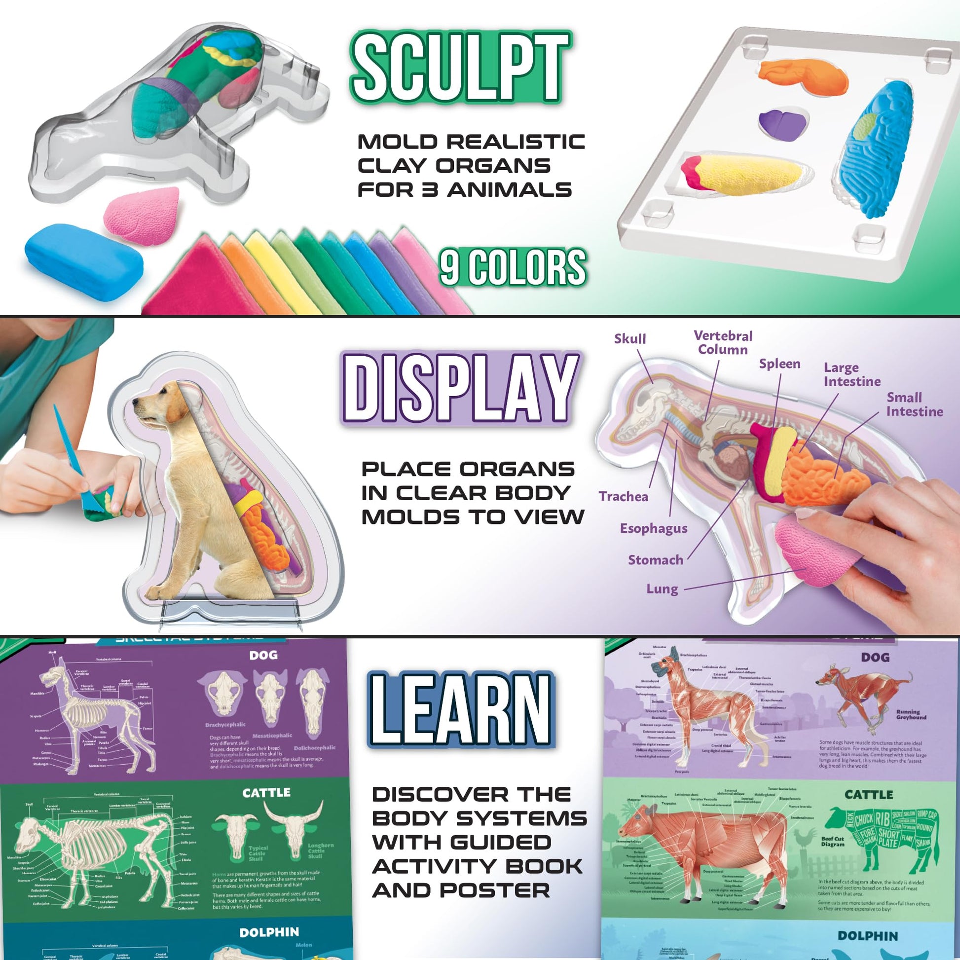 ArtSkills Vet Kit for Kids Animal Anatomy Veterinary Science Kit for Kids
