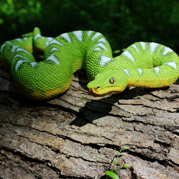 Safari Ltd. Emerald Tree Boa Figurine - Lifelike 7.25" Plastic Snake Model - Educational Toy for Boys, Girls & Kids Ages 3+