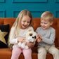 Ty Beanie Boo Pooch The English Bull Dog - 6"