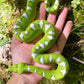 Safari Ltd. Emerald Tree Boa Figurine - Lifelike 7.25" Plastic Snake Model - Educational Toy for Boys, Girls & Kids Ages 3+