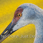 Aether Puzzles - The Sandhill Crane, Premium 1000 Piece Jigsaw Puzzle for Adults, Glare-Free, Soft-Touch Puzzles, Made in USA, Puzzle Lovers Gift