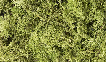 Woodland Scenics Lichen GRN, Light Green,L162