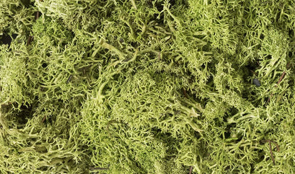Woodland Scenics Lichen GRN, Light Green,L162