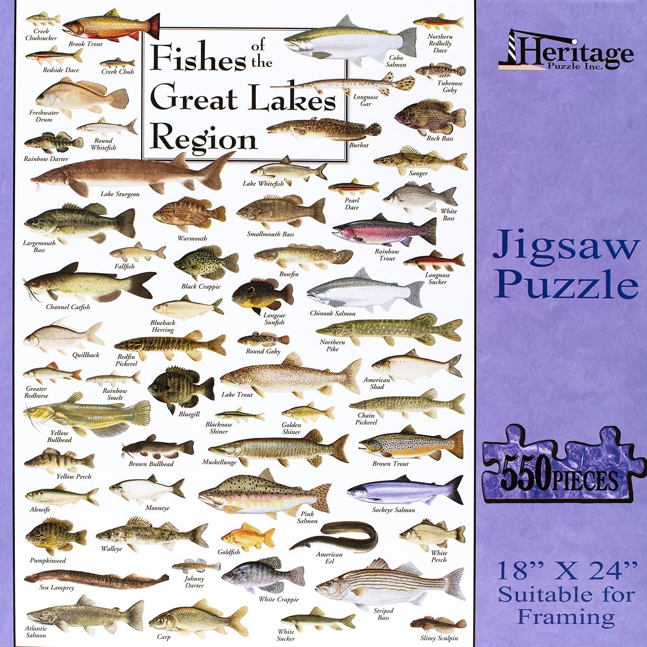 Heritage Puzzle - Fishes of The Great Lakes Region by Duane Raver & Ellen Edmundson 550 Piece Puzzles for Adults - Detailed Nature & Fishing Art
