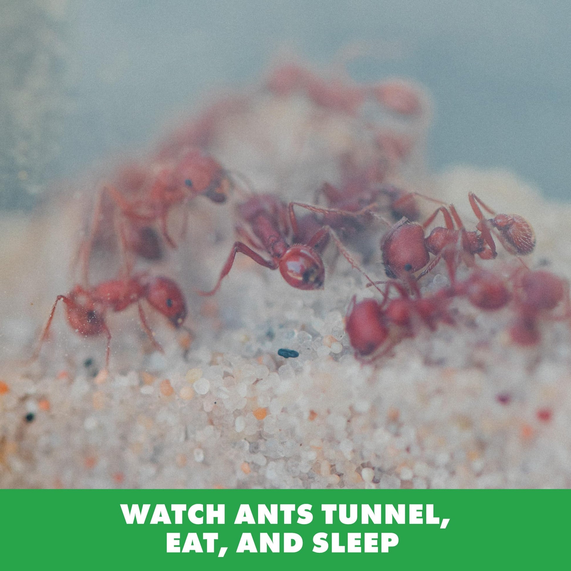 Educational Insights GeoSafari Ant Factory