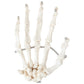 Axis Scientific Skeletal Hand, Left