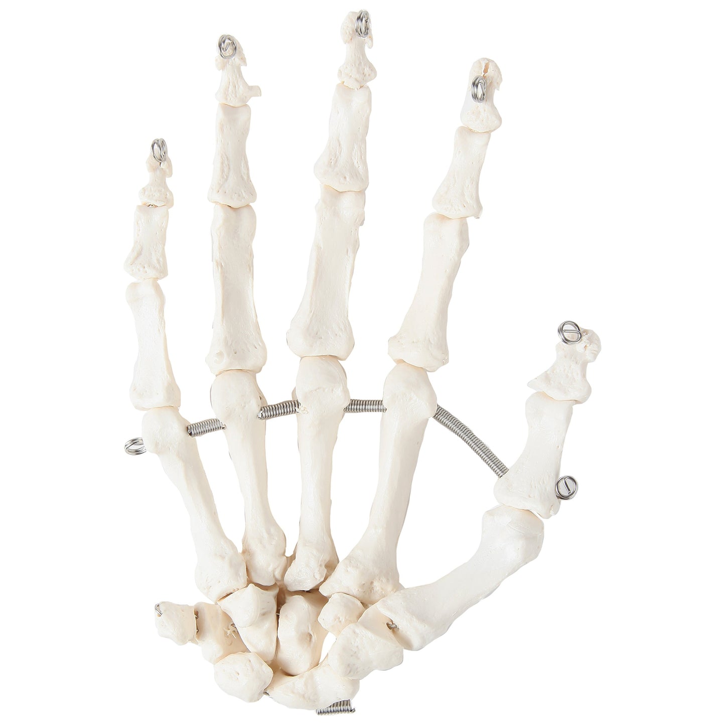 Axis Scientific Skeletal Hand, Right