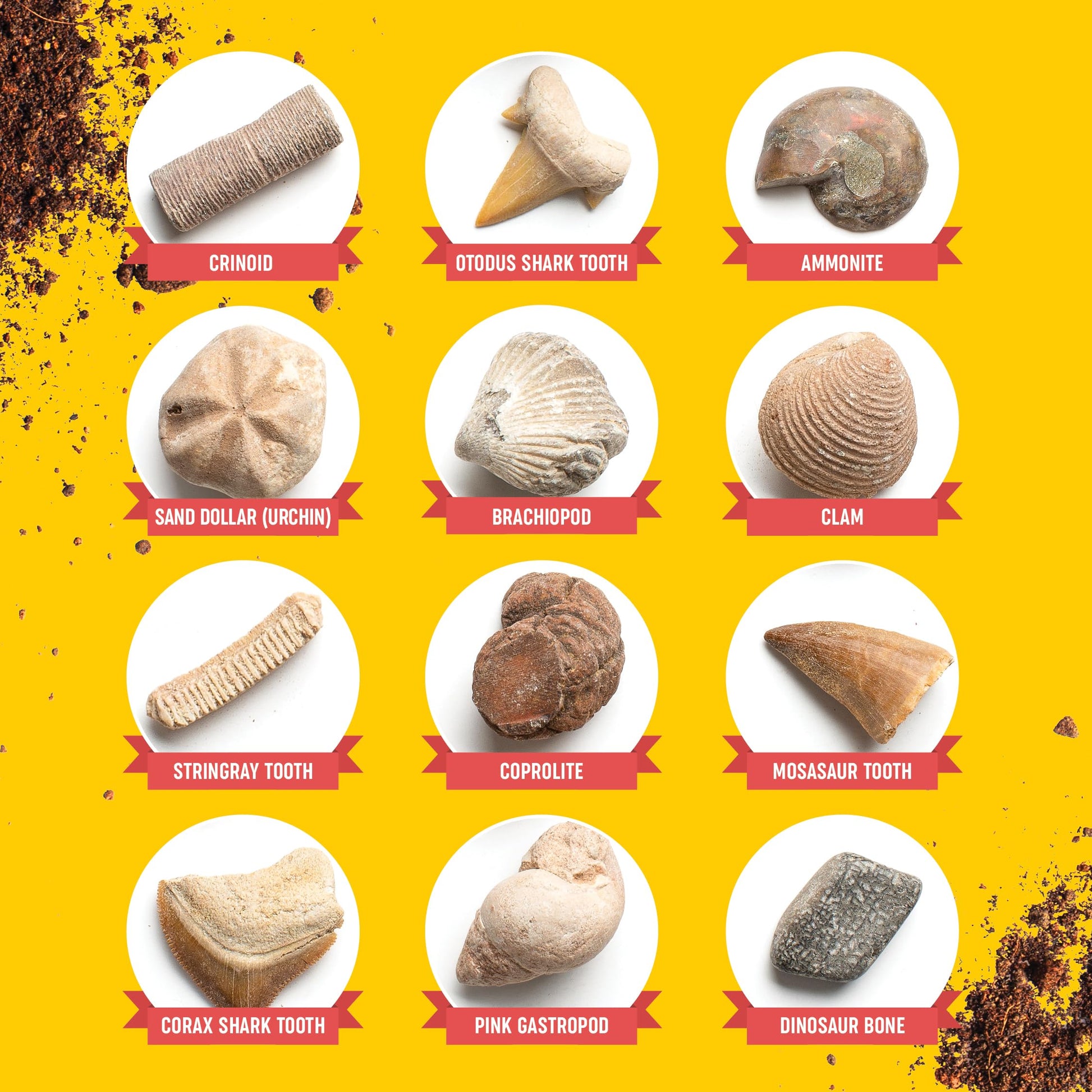 Dan&Darci Real Fossil Dig Kit for Kids - Science Kits for Boys & Girls Age 8-12 - Birthday Gift Ideas for 8, 9, 10, 11, 12 Year Old Boy or Girl