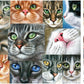 Buffalo Games - Cats Close-up - 750 Piece Jigsaw Puzzle for Adults