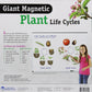 Learning Resources Giant Magnetic Plant Life Cycle - STEM Growing Seed, Montessori Tree , Biology Cards, Classroom Teacher Must Haves Activities