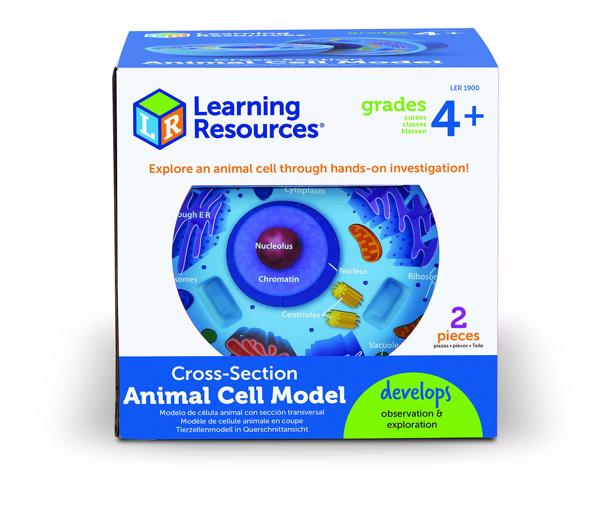 Learning Resources Cross-Section Animal Cell Model