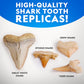 National Geographic Shark Tooth Fossil Dig Kit and Necklace for Kids