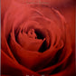 Radiant Rose Barbie Doll - Mattel - Society Style 2nd - Limited Edition