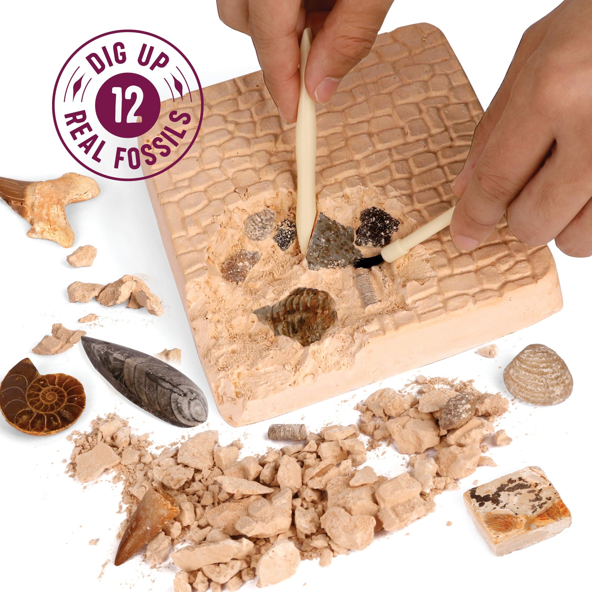 Dan&Darci Real Fossil Dig Kit for Kids - Science Kits for Boys & Girls Age 8-12 - Birthday Gift Ideas for 8, 9, 10, 11, 12 Year Old Boy or Girl