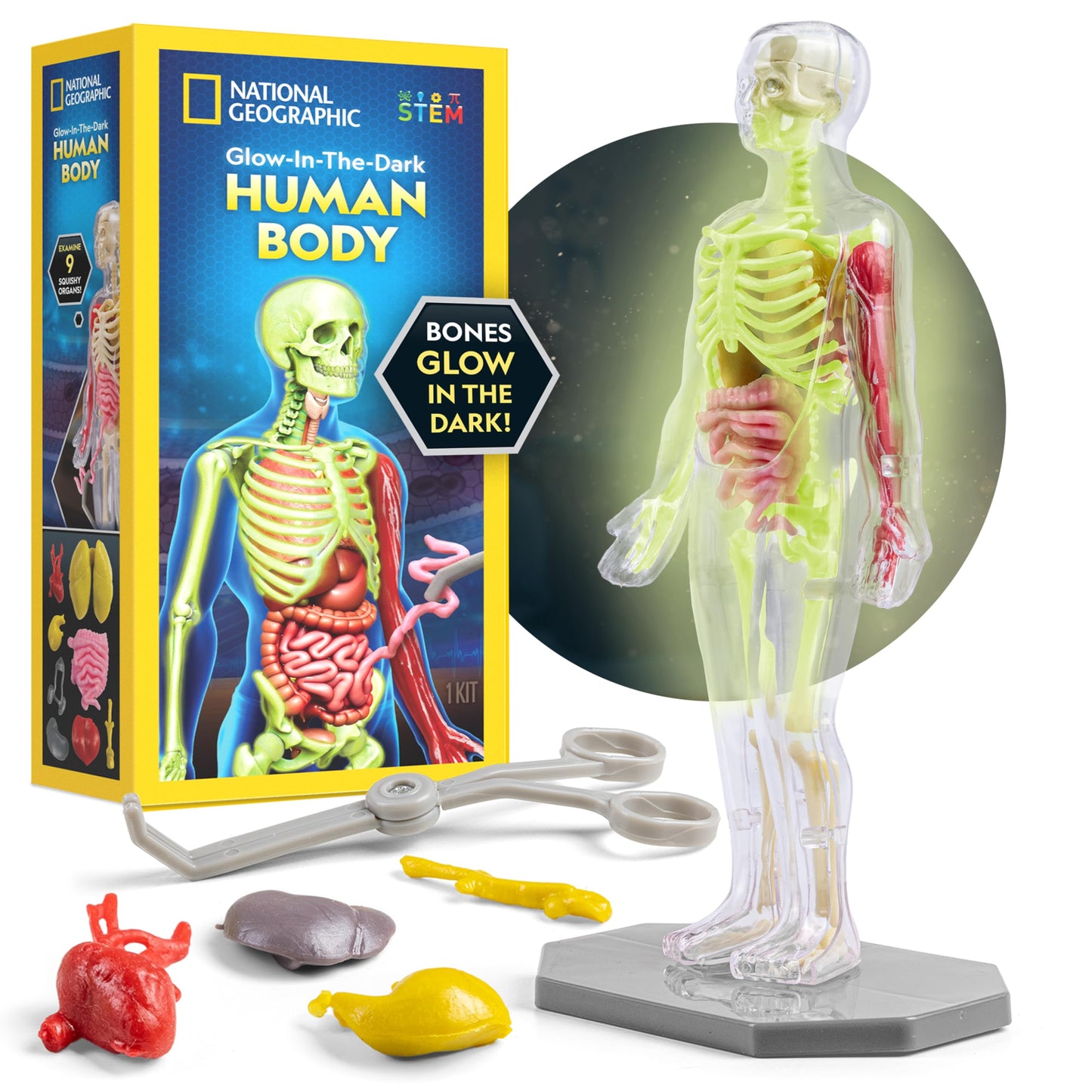 National Geographic Human Body Model for Kids 32-Piece Anatomy Set