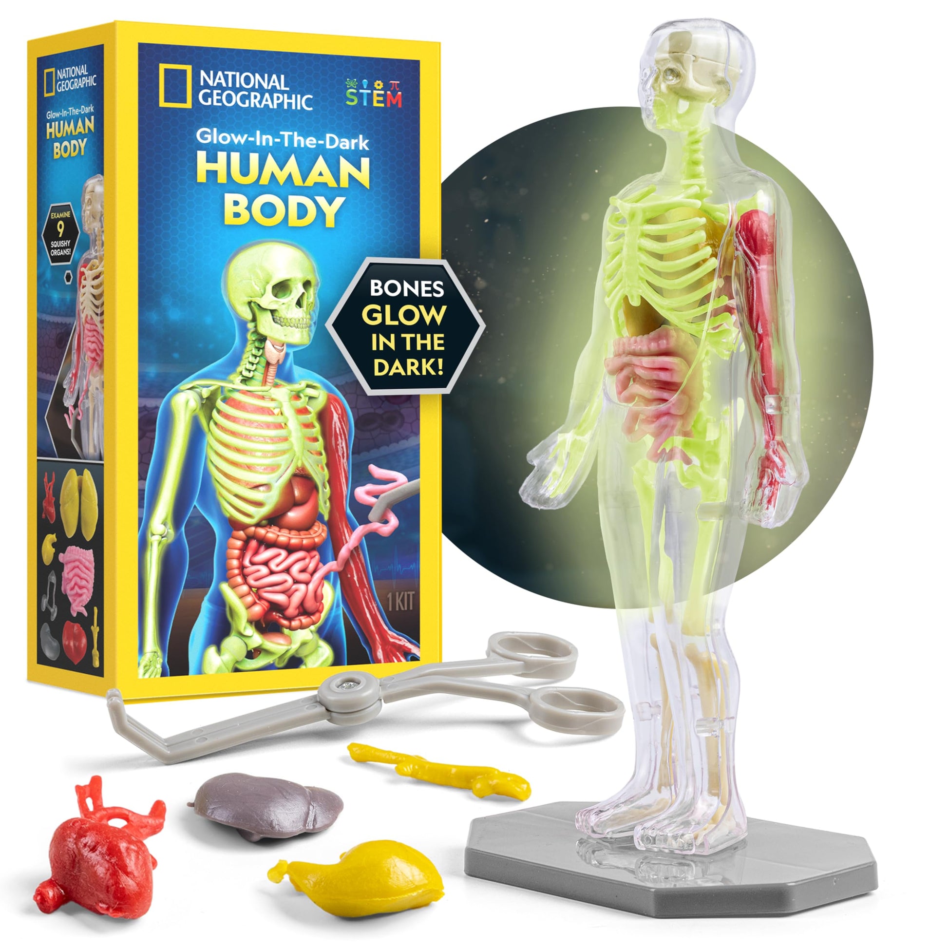 National Geographic Human Body Model for Kids 32-Piece Anatomy Set