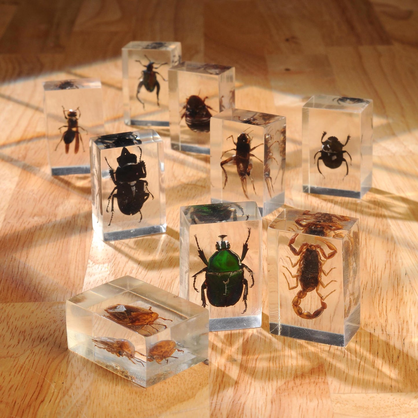 Constructive Playthings Bugs Collection, 12 Real Insects with Mini Magnifyer Scientific Educational Toy
