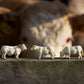 2019 43240 Charolais Cows