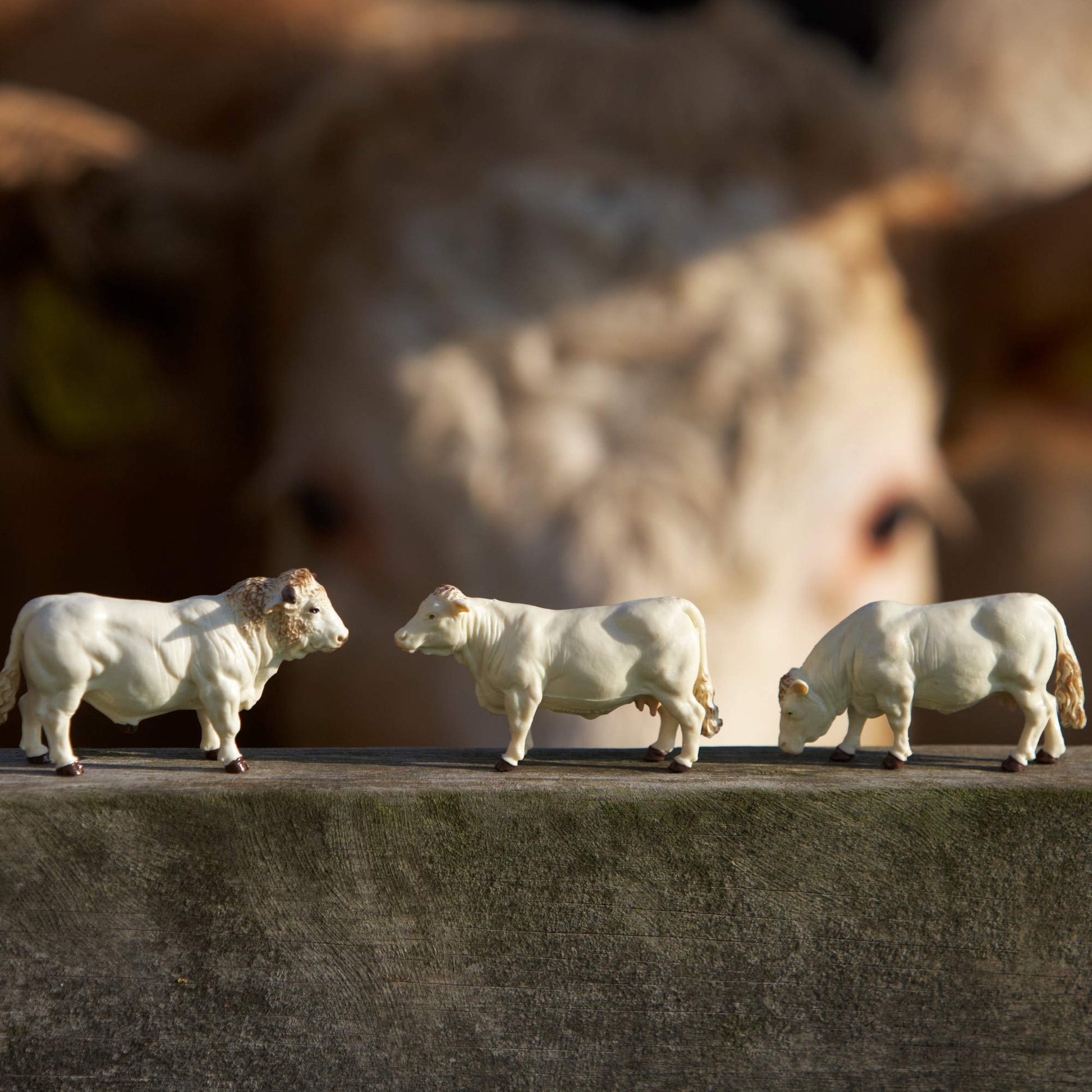 2019 43240 Charolais Cows
