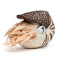Nautilus Stuffed Animal, Realistic Nautilus Plush Toy, Lifelike 8 Inch Nautilus Toy, Stuffed Cuddly Soft Sea Creatures Nautilus Model Plush Toy, Gift