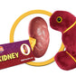 GIANT MICROBES Stuffed Kidney Plush Toy, Kidney Transplant Gifts, Nephrology Gift, Best Gifts for Dialysis Patients, Organ Plushies, Urology Gift