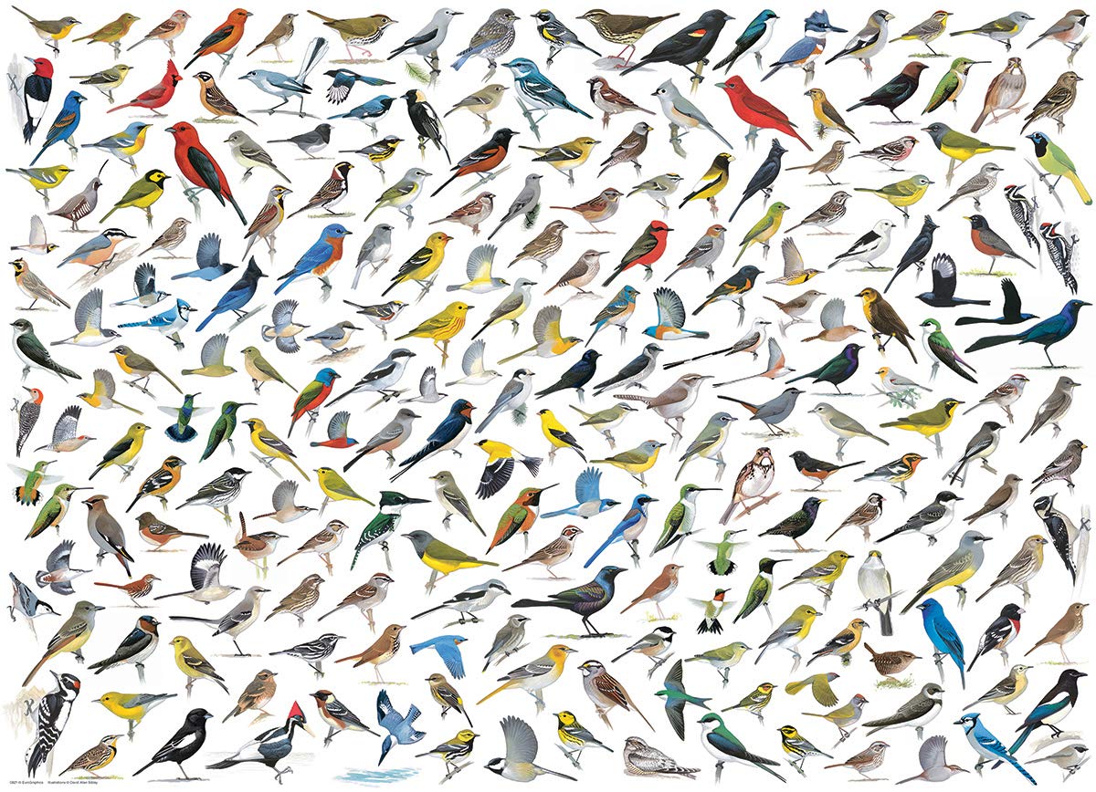 EuroGraphics The World of Birds (1000 Piece) Puzzle