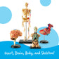 Learning Resources Anatomy Models Bundle Set - Skeleton and Physiology, Human Body Model , Science Classroom Must Haves, Biology Teacher Supplies
