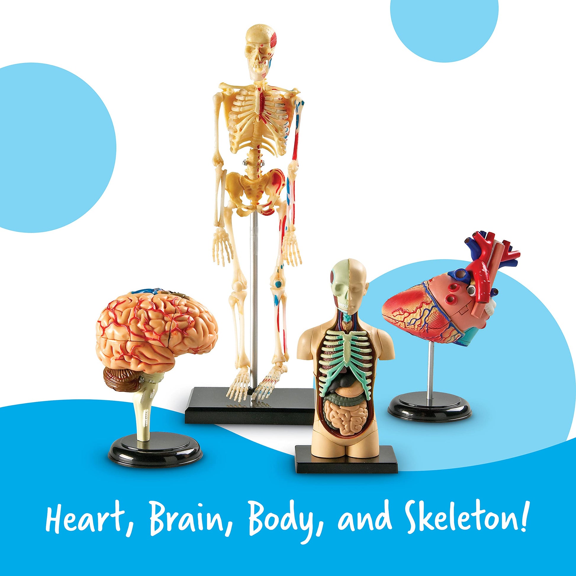 Learning Resources Anatomy Models Bundle Set - Skeleton and Physiology, Human Body Model , Science Classroom Must Haves, Biology Teacher Supplies