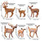 JOKFEICE Deer Animal Figures, 6PCS Realistic Plastic Woodland Figurines - Forest Animal Toys for Kids, Christmas Decorations, Birthday Cake Toppers