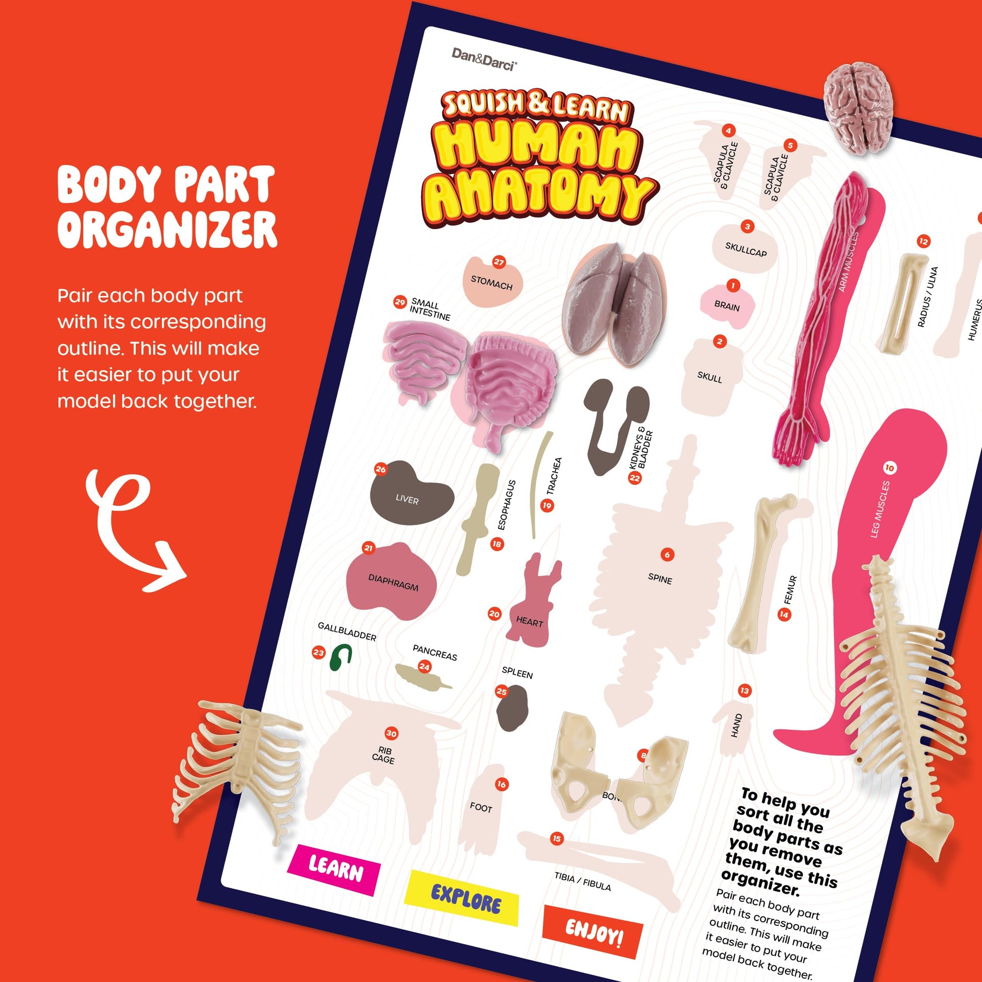 Dan&Darci Human Anatomy Squishy Body Model - Science Kits for Kids Ages 4-8 - STEM Toys for 4 5 6 7 8 Year Old Boy Birthday Gift - Learning