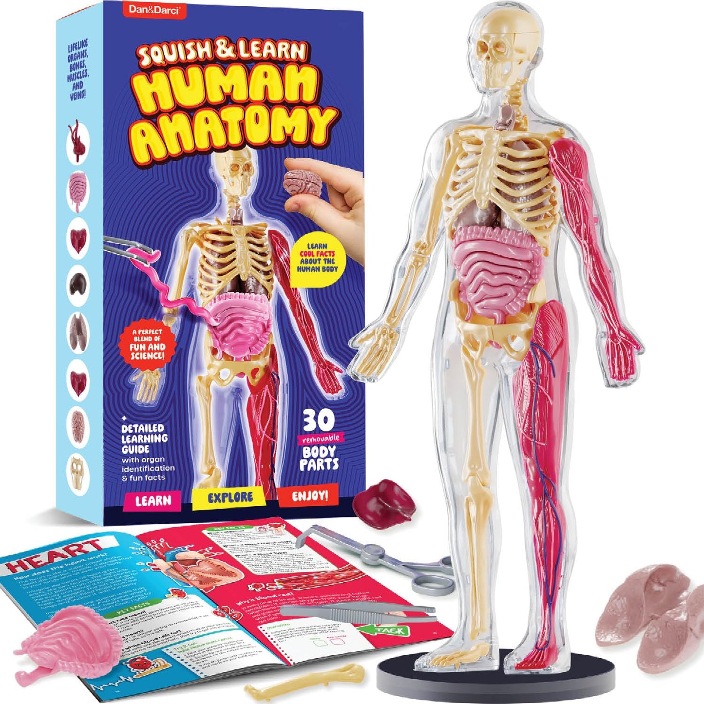 Dan&Darci Human Anatomy Squishy Body Model - Science Kits for Kids Ages 4-8 - STEM Toys for 4 5 6 7 8 Year Old Boy Birthday Gift - Learning
