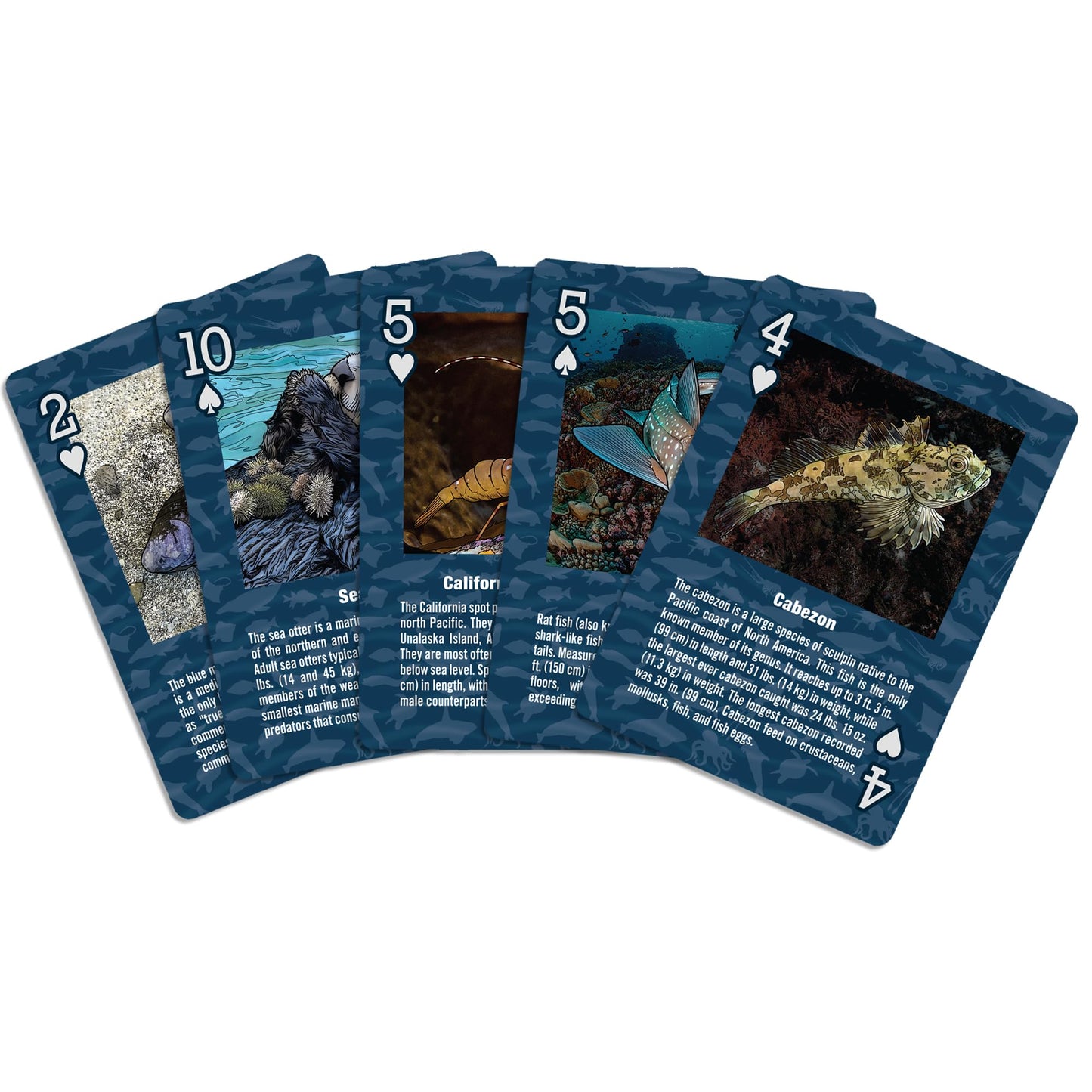 Paradise Cay Publications, Inc. Marine Wildlife of the Pacific Northwest - Playing Cards - Standard 52 Card Deck