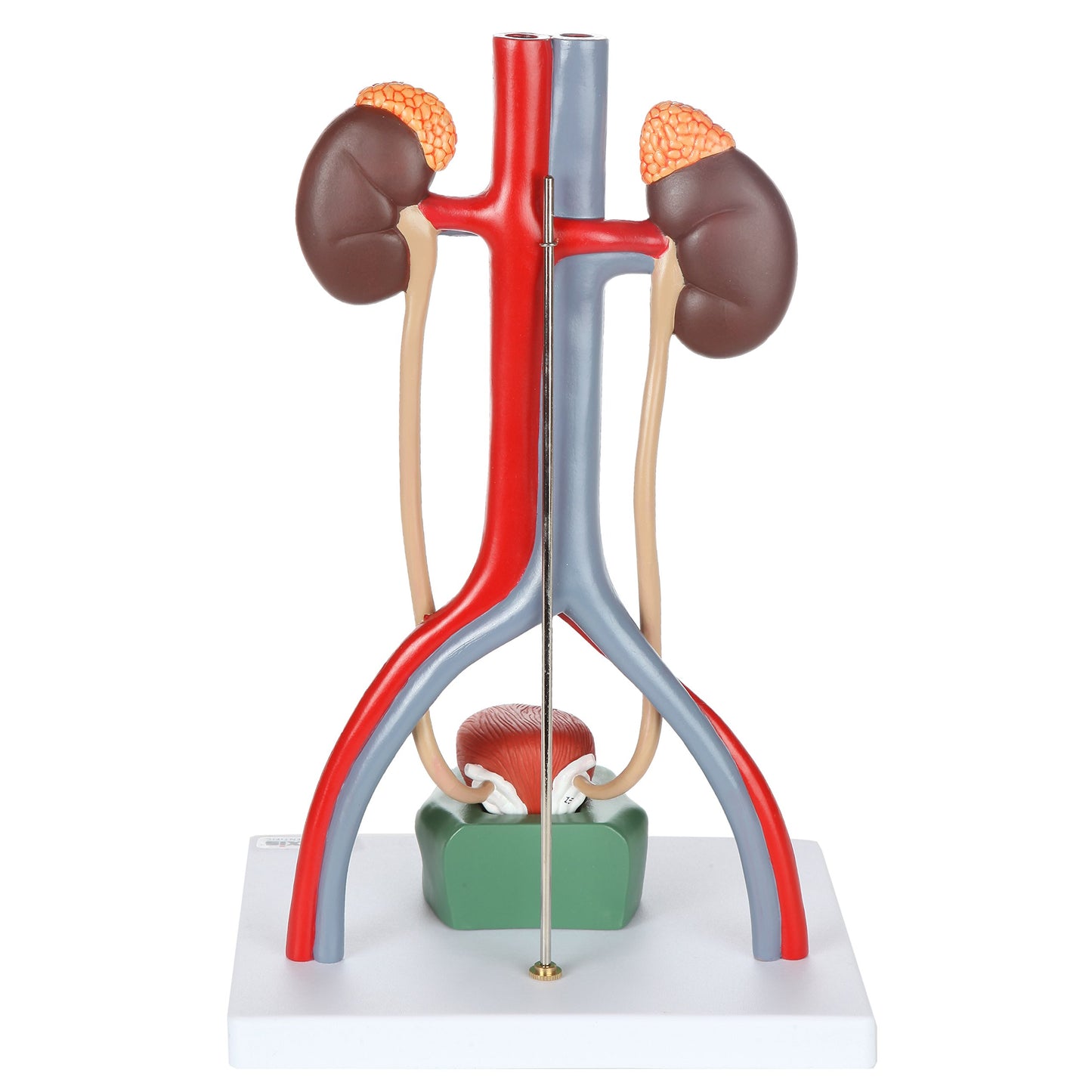 Axis Scientific Male Urinary System Model, Kidneys
