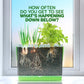 Root Viewer Kit for Kids - Grow Your Own Plant for Boys & Girls Gifts